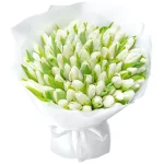 101 белый тюльпан